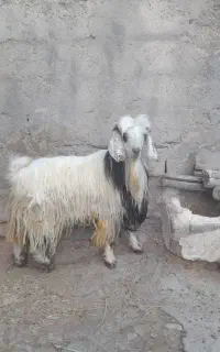 نر بز نژاد دوقلو