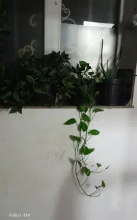 گل های خوب