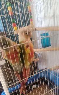 دبل رد آناناسی سخنگو