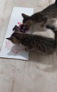 بچه گربه