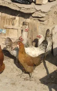 مرغ و خروس محلی
