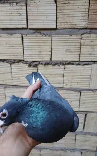کبوتر نر سرسیاه
