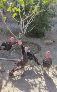 چهار عدد بوقلمون