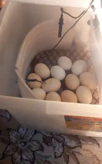 دستگاه جوجه کشی