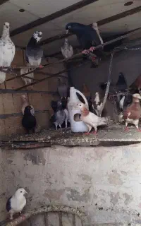 دسته کفتر