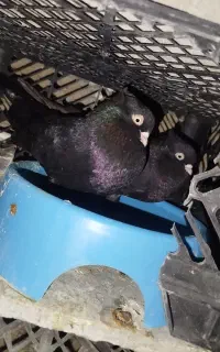فروش 4 جفت کبوتر