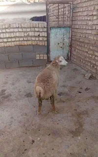 وسایل خانه یک بره ویک بزغاله