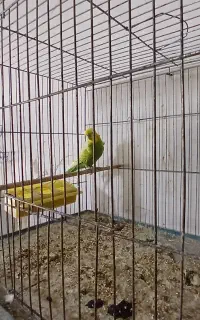 مرغ عشق پروانه. انگلیسی. ساده