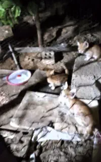 بچه گربه