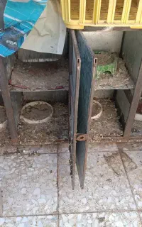 قفس کبوتر ( کله )