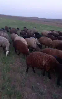 گله جوان یکدست به صورت کلی بیشتری سیاه
