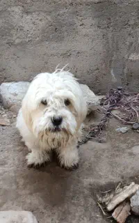 پاکوتا شیتزو