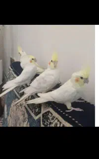 جوجه عروس  هلندی لوتینو جفت ایسونم