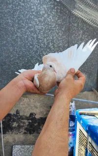 کفتر جوجه کال
