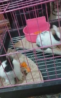 دوعدد بچه خرگوش فرز نروماده  همراه باقفس