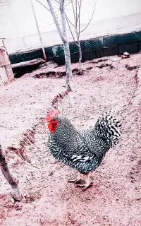 جوجه پلیموت راک آمریکای
