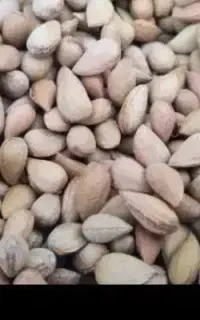 بادام تلخ تمیز ومغز دار