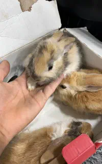 خرگوش بچه