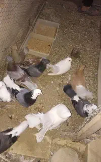 ۱۲عدد کبوتر معاوضه با گرینچیک ماده