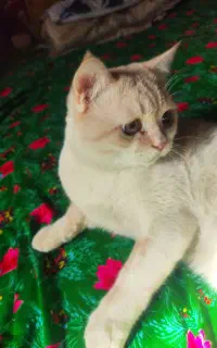 واگذاری