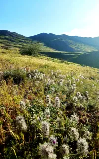 گلپر(چای کوهی)تازه وخشک