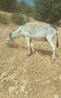 حیوان