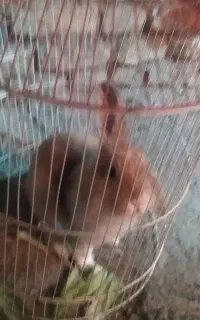واگذاری خرگوش لپ