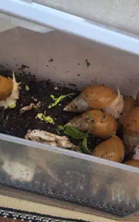 حلزون