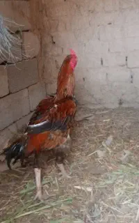کروس خوب