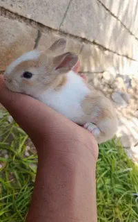 بچه خرگوش ناز