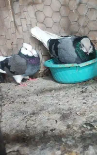 کفتر ایرانی پرشی