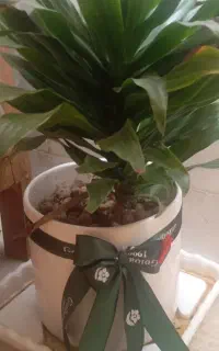 گل نو