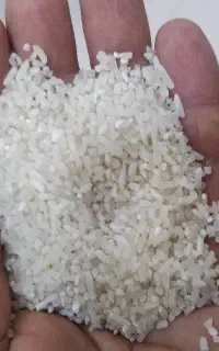 نیمدانه هاشمی دجه یک بشرط پخت