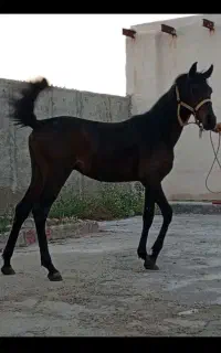 اسب کیسان سیاه