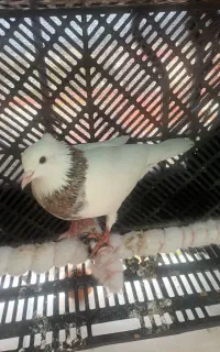 کبوتر باخت رفته