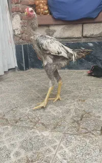 جوجه لاری