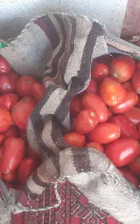 گرجه