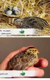 فروش بلدرچین