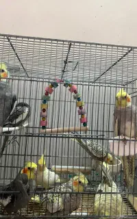 فروش عروس هلندی نر و ماده دستی