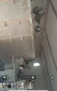 فروش تعدادی کبوتر