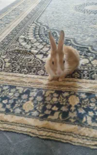 خرگوش