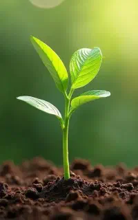 جایگزین کودهای شیمیایی رسید