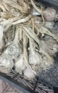 سیر محلی