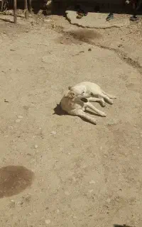 سگ پاپی