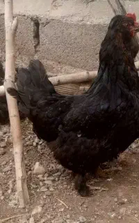 مرغ دورگه مرندی همراه دو تا جوجه