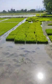 تیم شالی شیرودی