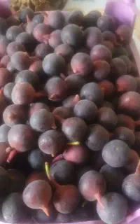 فروش گردو تروانجیر کوهی