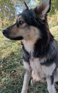 سگ ژرمن شپرد اصل آلمان