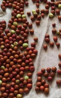 فروش عناب