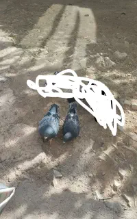 کبوتر باخت رفته کبوتر کفتر